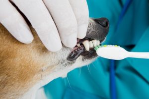 Veterinary dental cleaning at Tails-A-Waggin Animal Hospital in Fort Myers